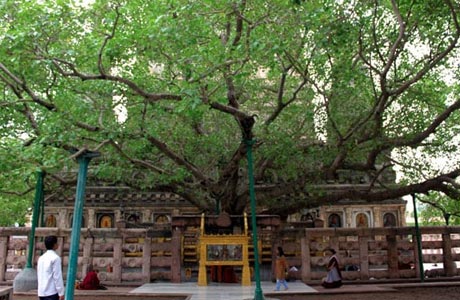 Bodhi Tree 