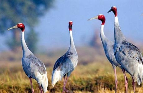 Keoladeo Ghana Bird Sanctuary Bharatpur 