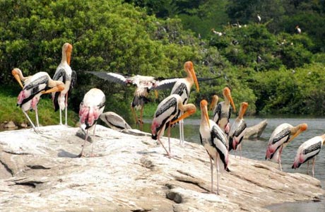 Bird Sanctuary, Kumarakom 
