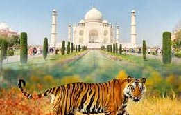 Taj and Tiger Tour