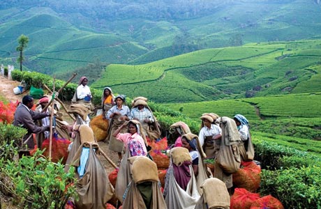 Kerala's tea industry